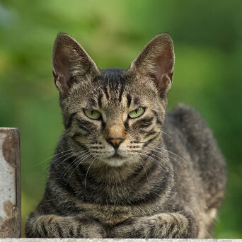 アオのアイコン