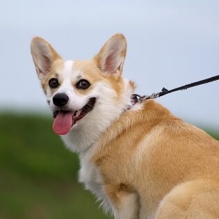 宮城 政宗のアイコン