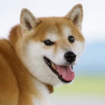 秋田 健司のアイコン