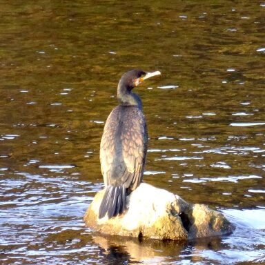 山形 陸斗のアイコン