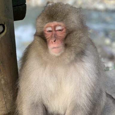 滋賀 琵湖のアイコン