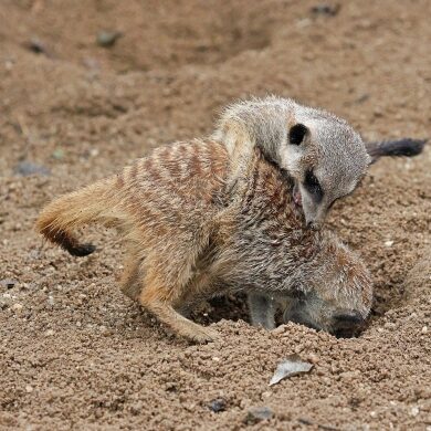 福島 将吾のアイコン