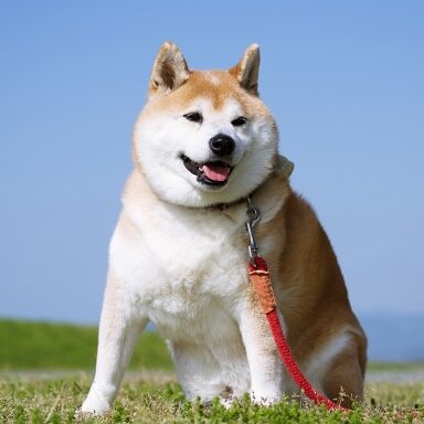 くいだおれ 太郎のアイコン