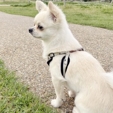 兵庫 剛のアイコン