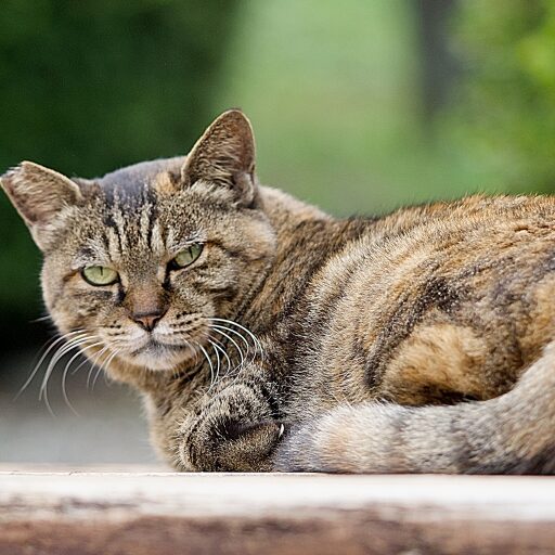 淡路 潮のアイコン