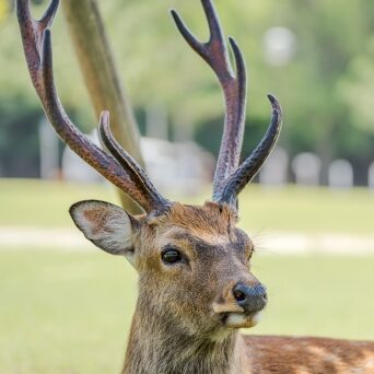 鹿男のアイコン