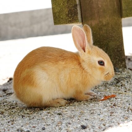 埼玉 智也のアイコン