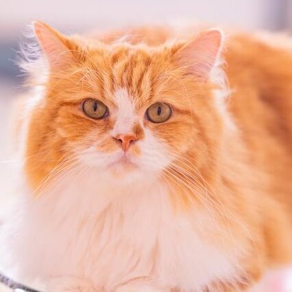 白兎 美波のアイコン