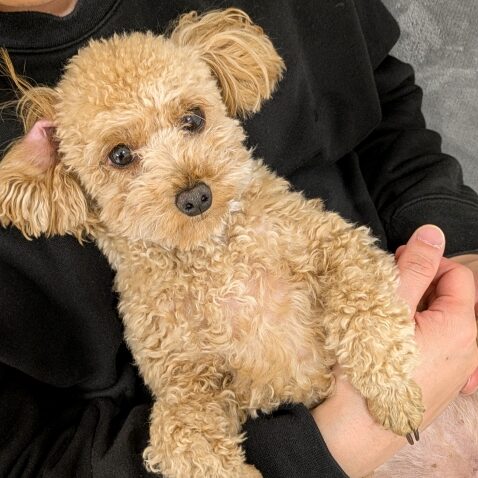 かがわんのアイコン