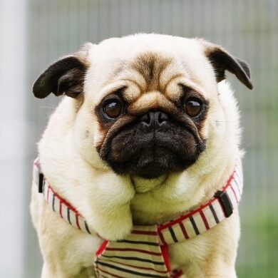 らっかぴーのアイコン