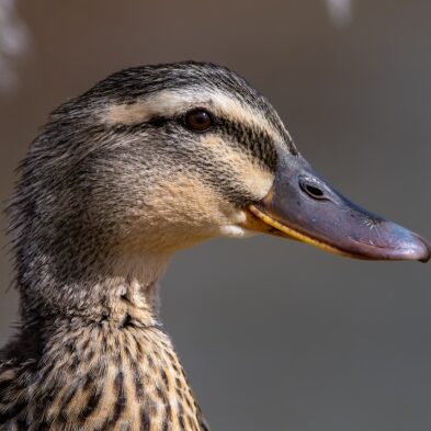 静岡 涼平のアイコン